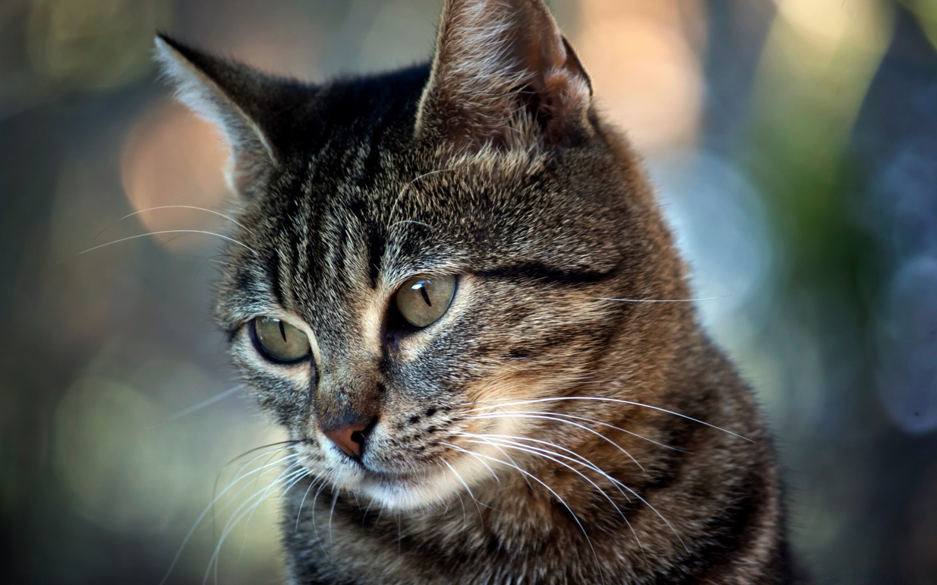 katze katze tier säugetier haustier porträt niedlich fell auge kätzchen kopf inländische natur vorschau