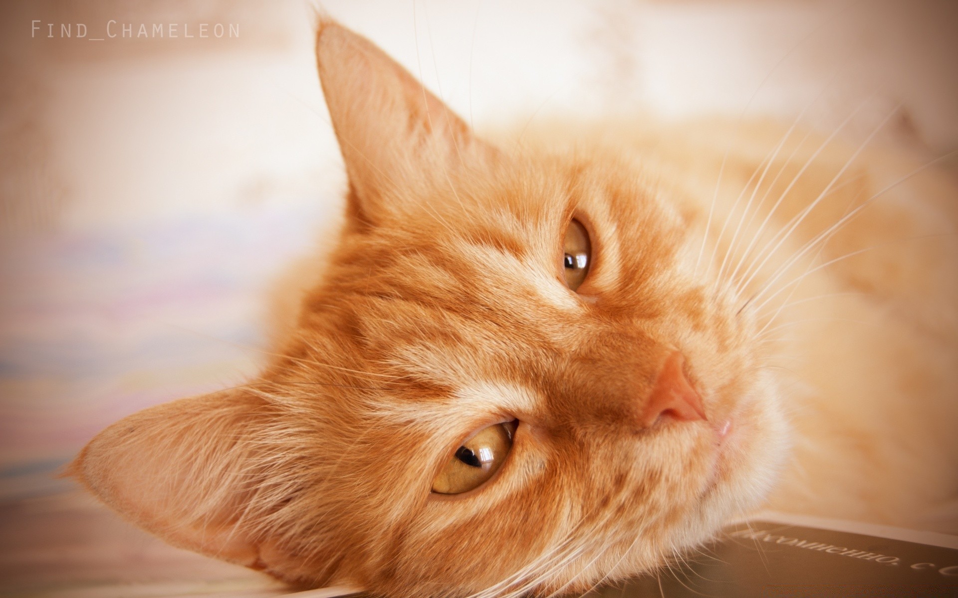 gatos fofa gato animal de estimação bebê mamífero pele doméstico retrato animal olho pequeno gatinho para baixo jovem