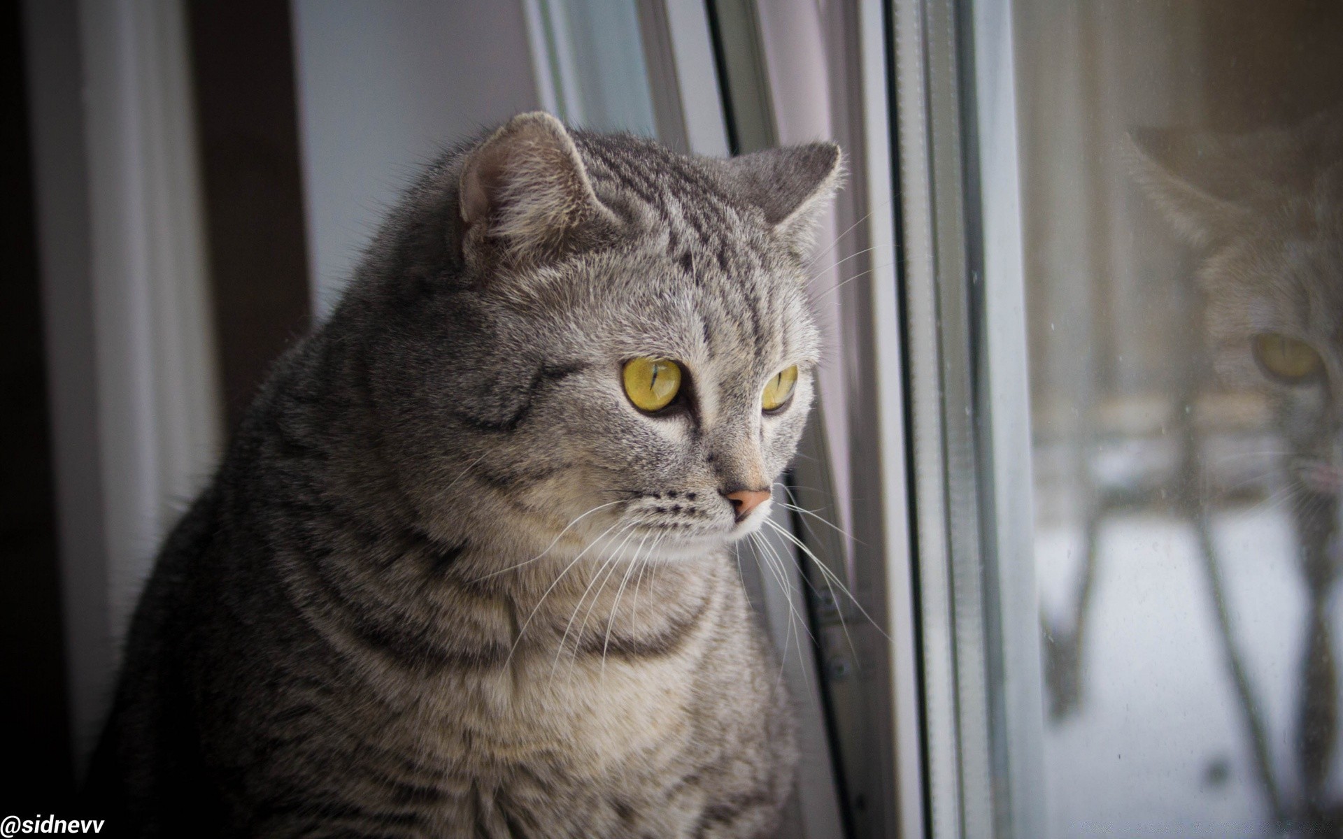 gatos gato retrato ojo mascota solo mamífero lindo gatito ver doméstico piel