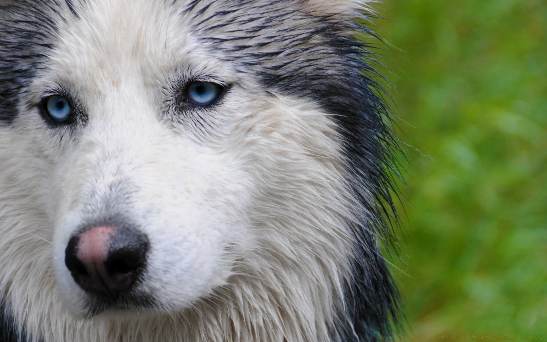 cane animale mammifero cane ritratto fauna selvatica natura lupo canino carino predatore occhio pelliccia vista testa selvaggio