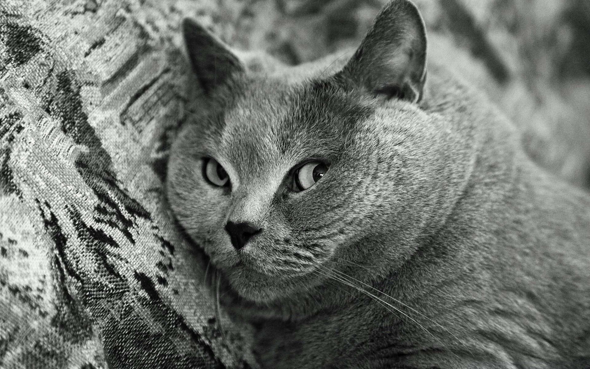 chats chat animal fourrure portrait mammifère oeil nature mignon animal de compagnie gris aperçu cheveux un