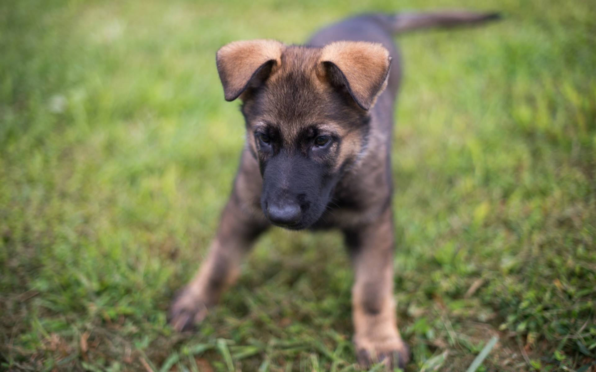 cães mamífero cão cinegrafista animal grama fofa filhote de cachorro animal de estimação retrato jovem pele natureza pequeno visualização doméstico raça