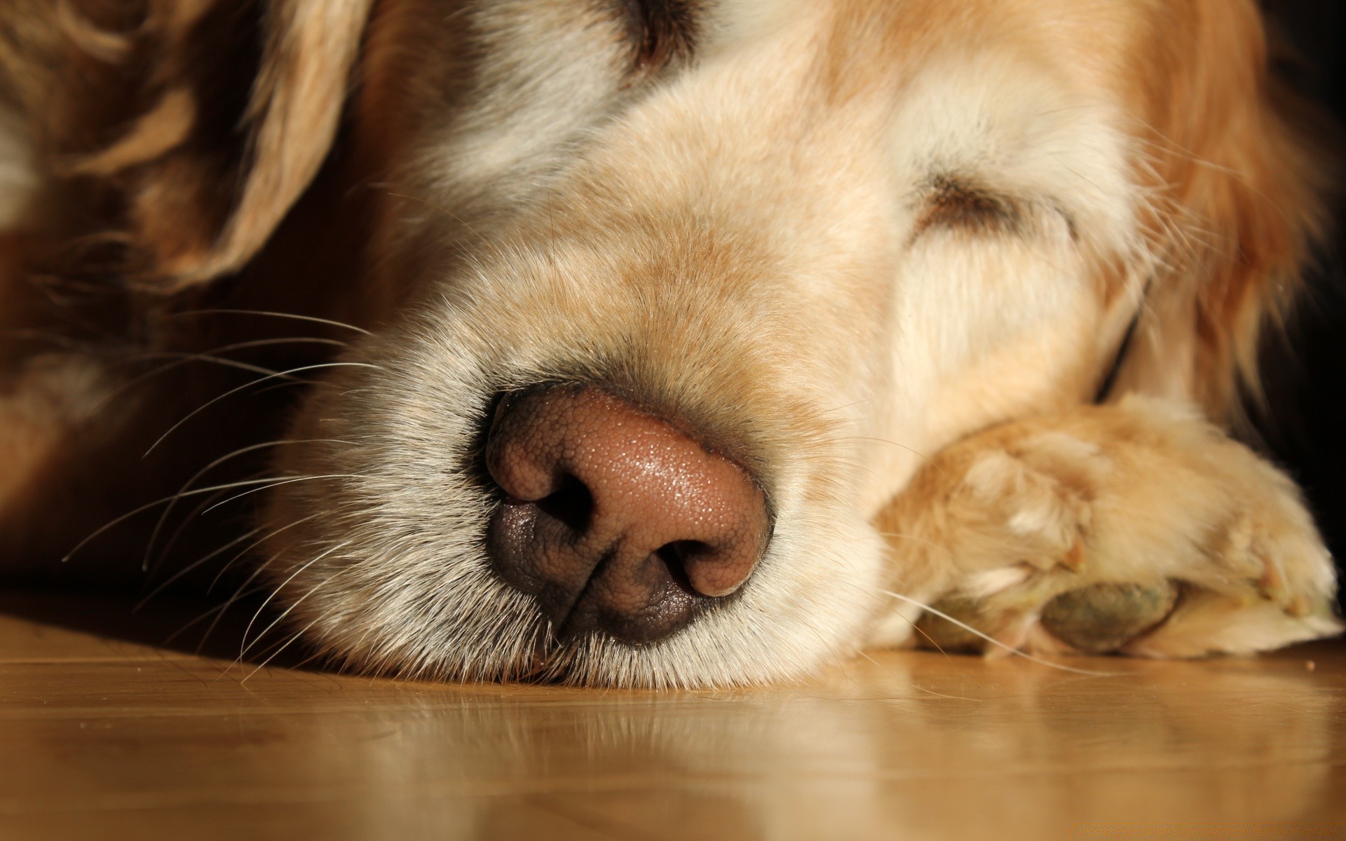 cães cão mamífero animal de estimação filhote de cachorro cinegrafista fofa animal retrato retriever doméstico pele pequeno raça puro-sangue procurar adorável estúdio gato sente-se