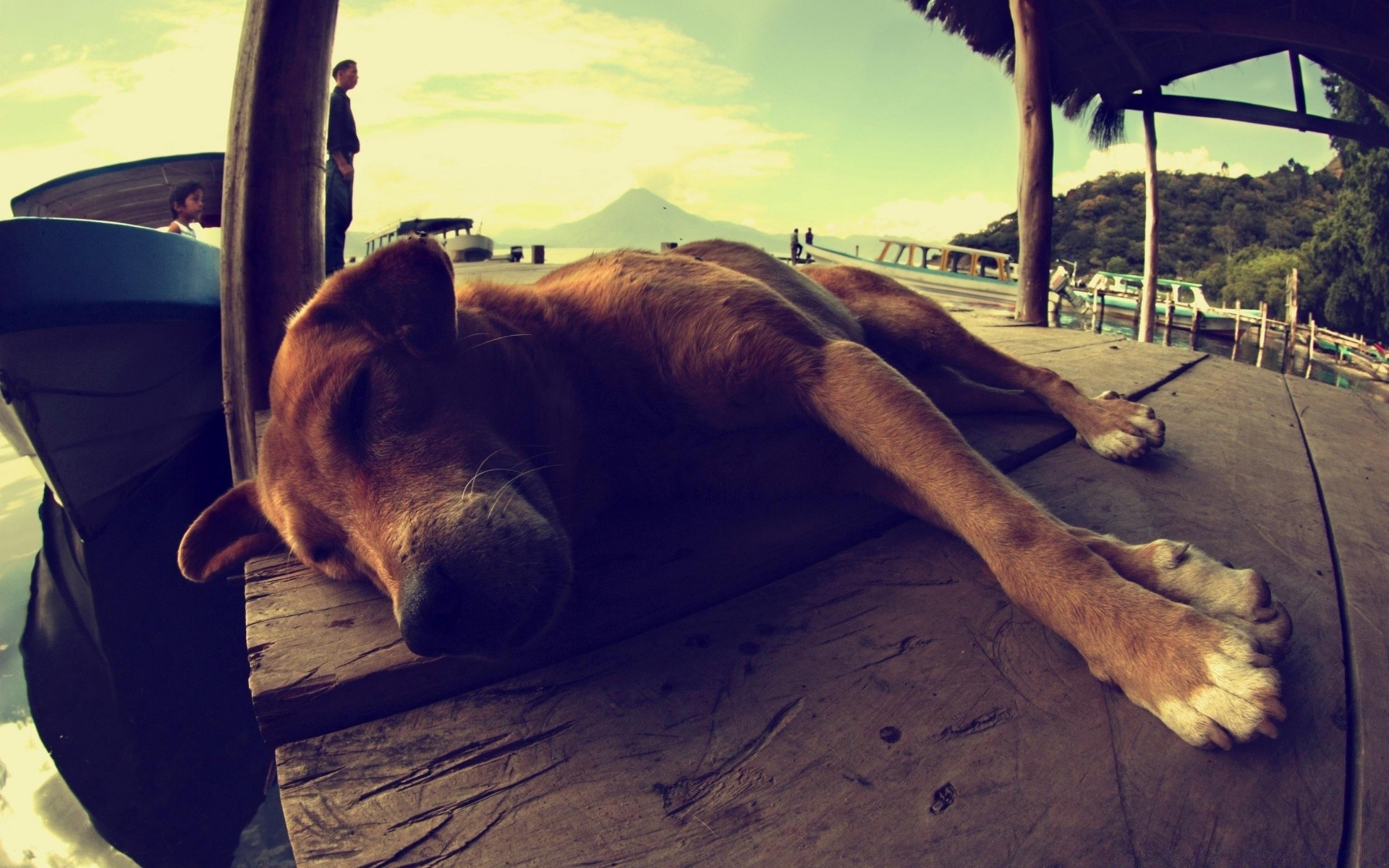 perros solo viajes mamífero coche perro al aire libre retrato sistema de transporte coche mascota adulto playa