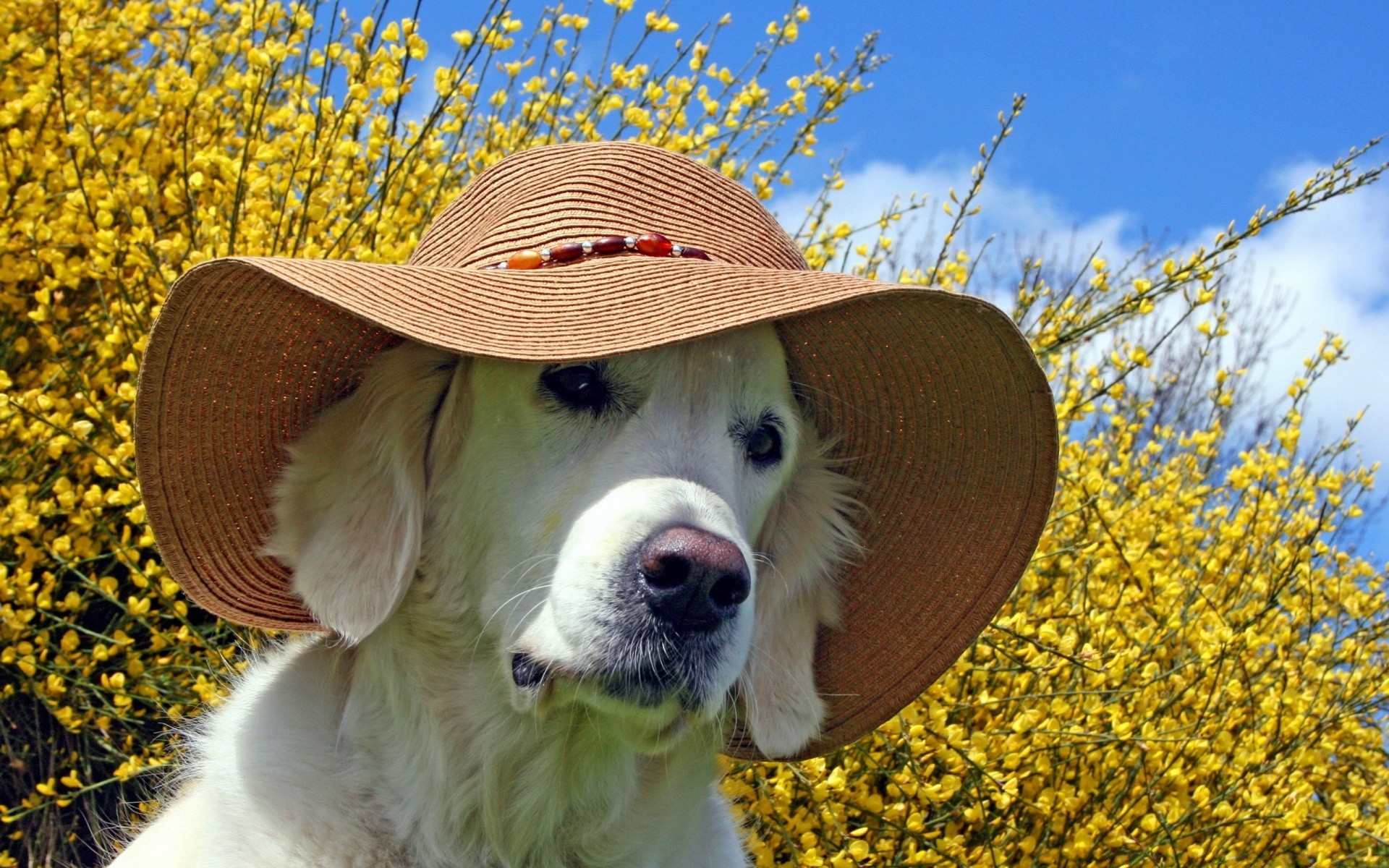 cani natura erba carino estate all aperto cane fieno animale ritratto mammifero animale domestico campo giovane