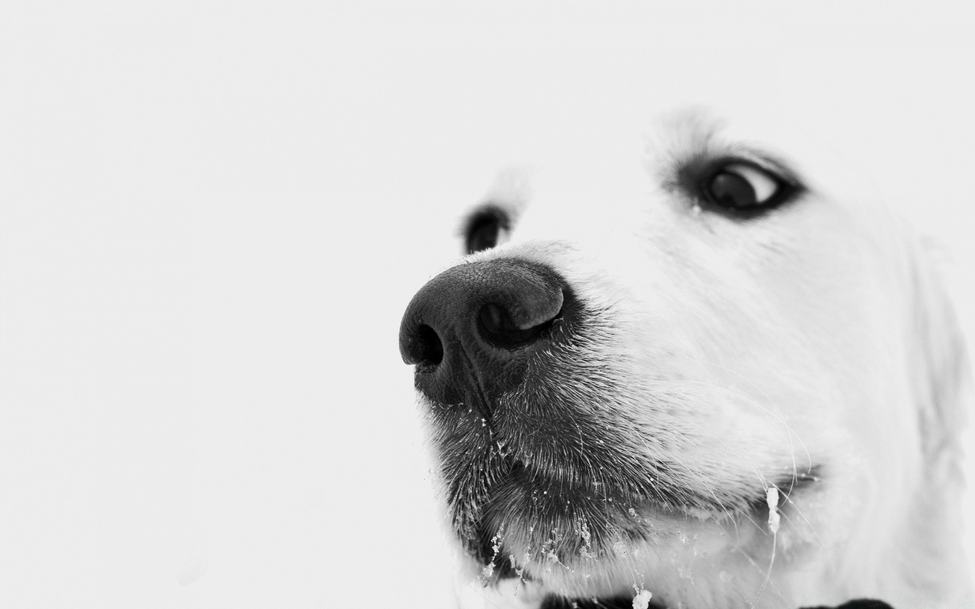 hund hund porträt tier niedlich hundespezialist haustier säugetier studio monochrom auge welpe ein winter lustig schnee