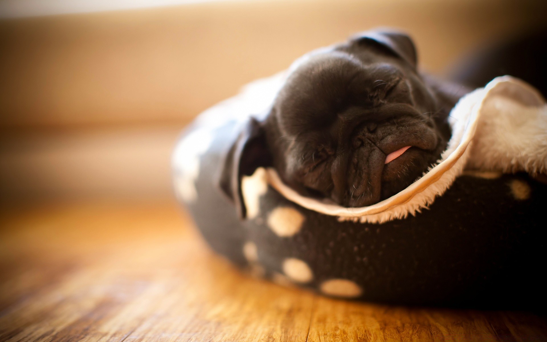 dogs dog portrait cute puppy pet canine indoors chocolate one mammal little studio food confection still life sweet