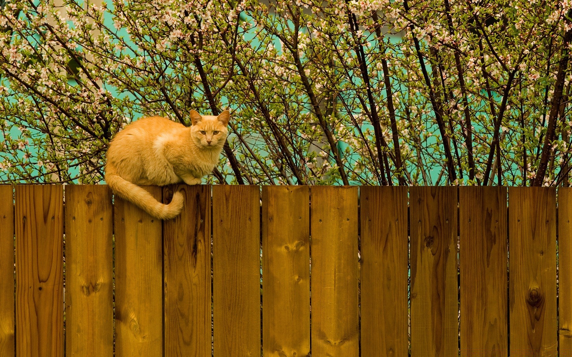 cats fence wood wooden tree nature outdoors landscape park color desktop