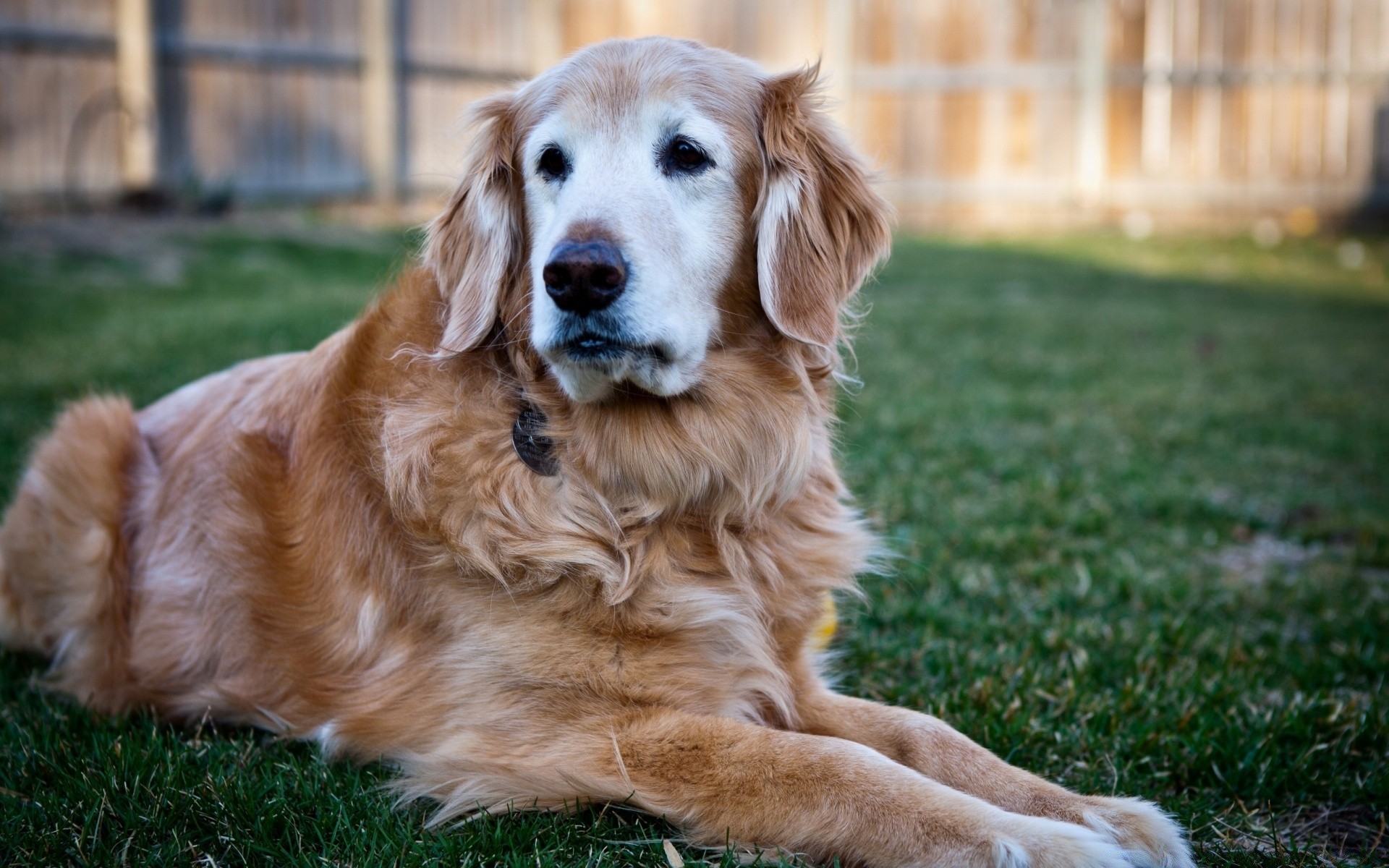 cani cane animale domestico carino canino mammifero cucciolo erba retriever animale ritratto pelliccia domestico razza adorabile giovane visualizzazione amichevole golden retriever pedigree purosangue