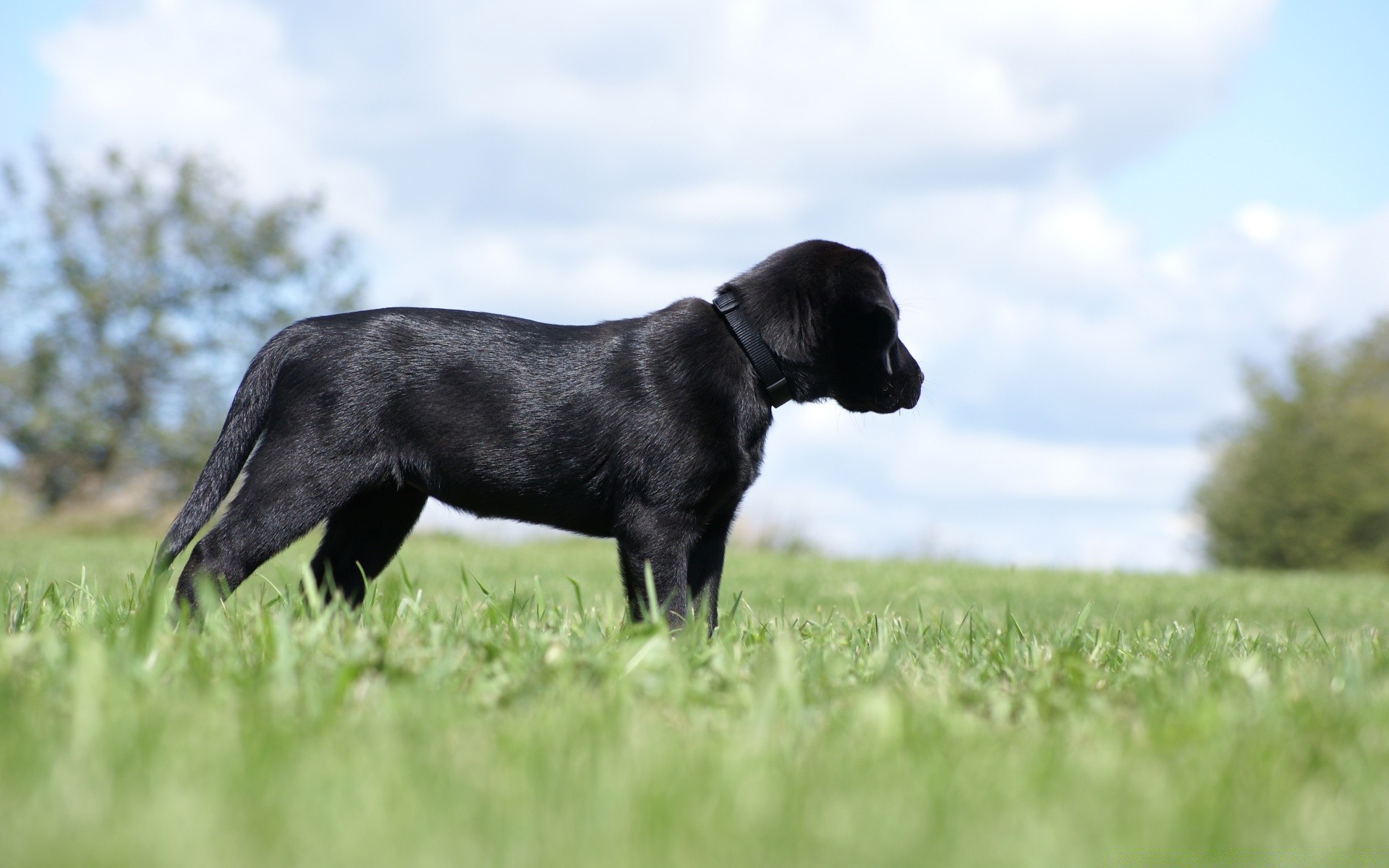 cães grama mamífero campo animal cão feno natureza fofa cinegrafista animal de estimação ao ar livre