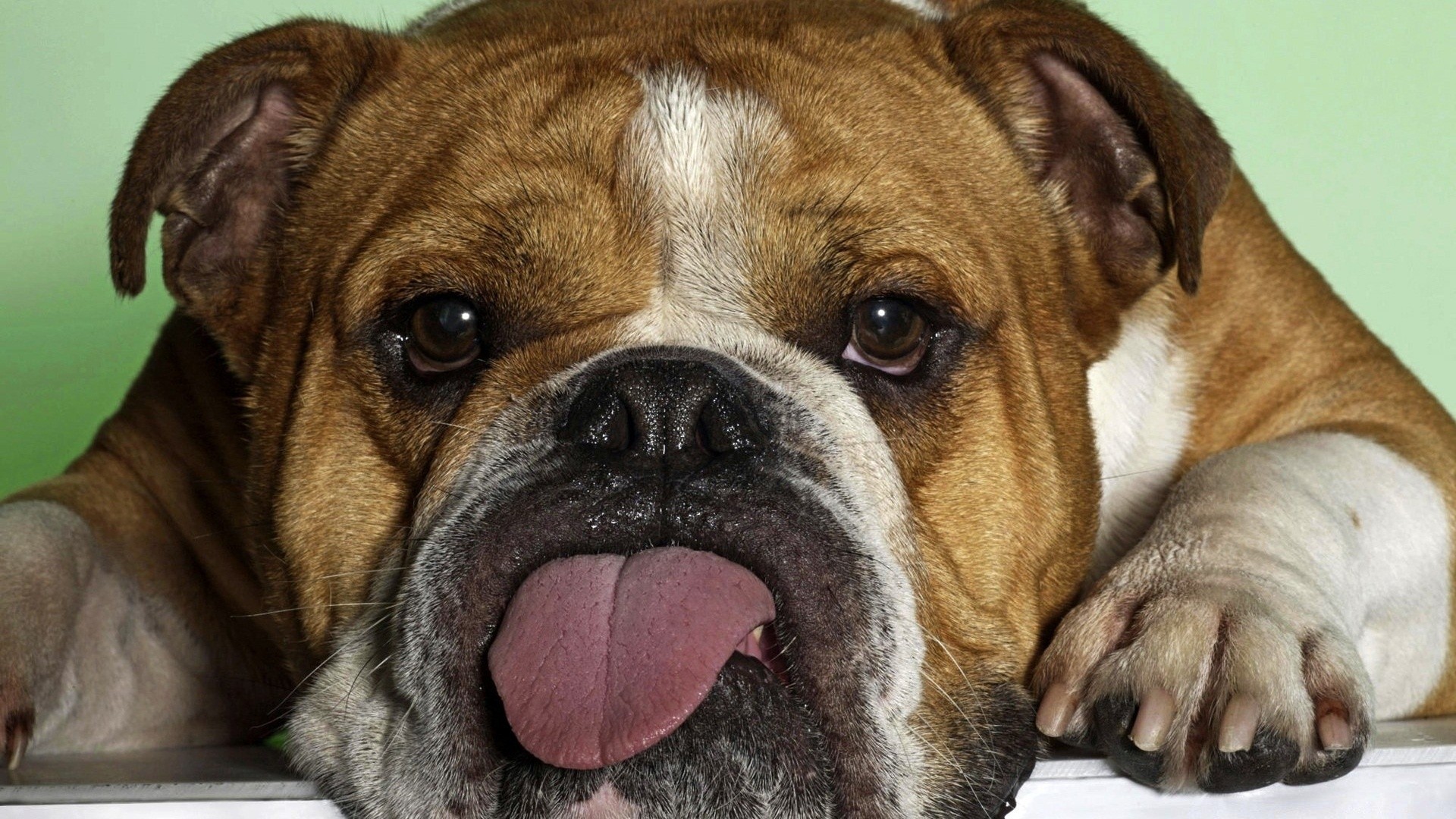 cães cão cinegrafista mamífero fofa animal de estimação filhote de cachorro retrato puro-sangue animal adorável raça pouco buldogue touro boxer estúdio sentar engraçado pele pedigree