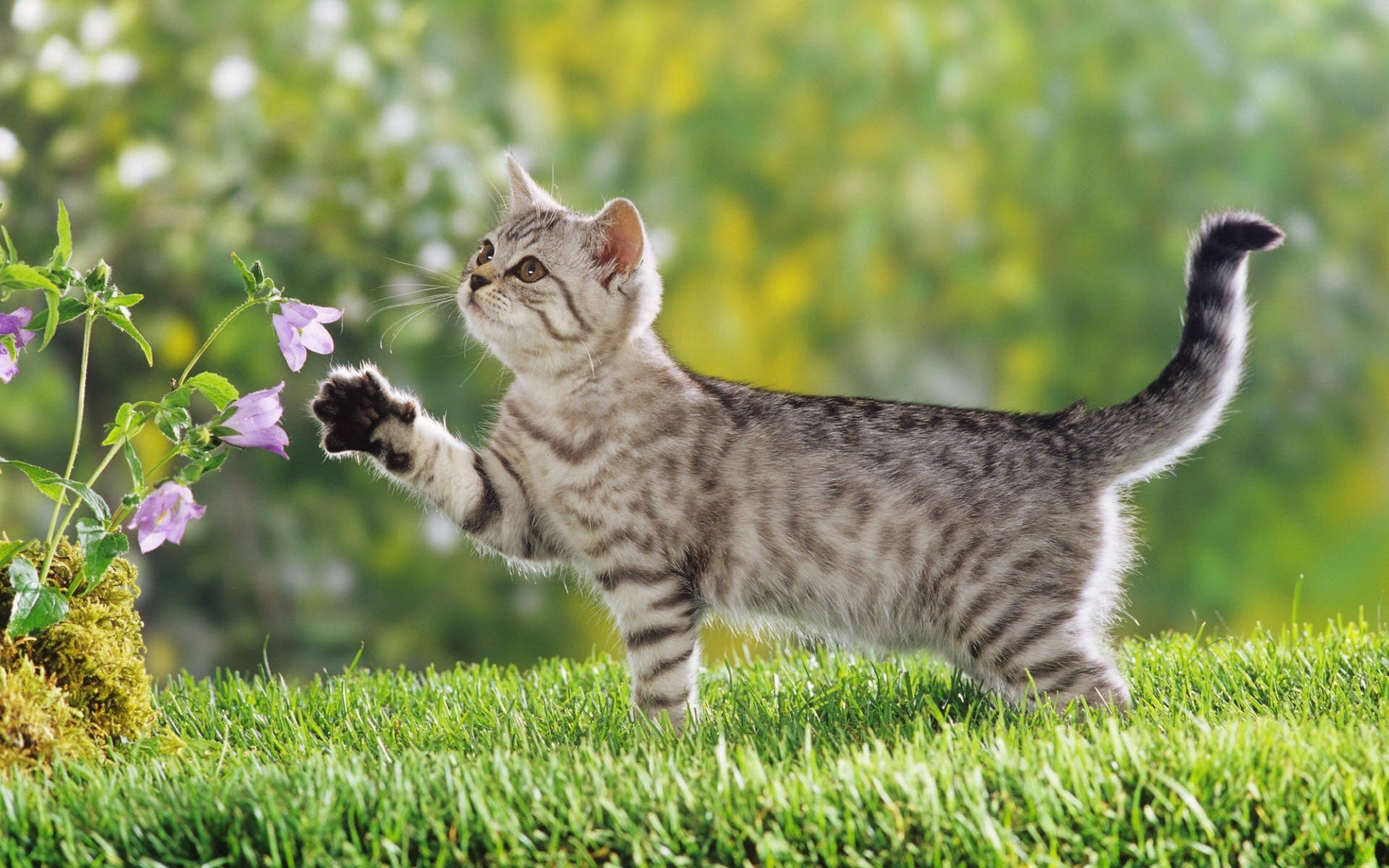 gatos animal grama gato fofa mamífero doméstico natureza pequeno pele animal de estimação jovem gatinho para baixo adorável bebê raça feno curioso fofo sentar