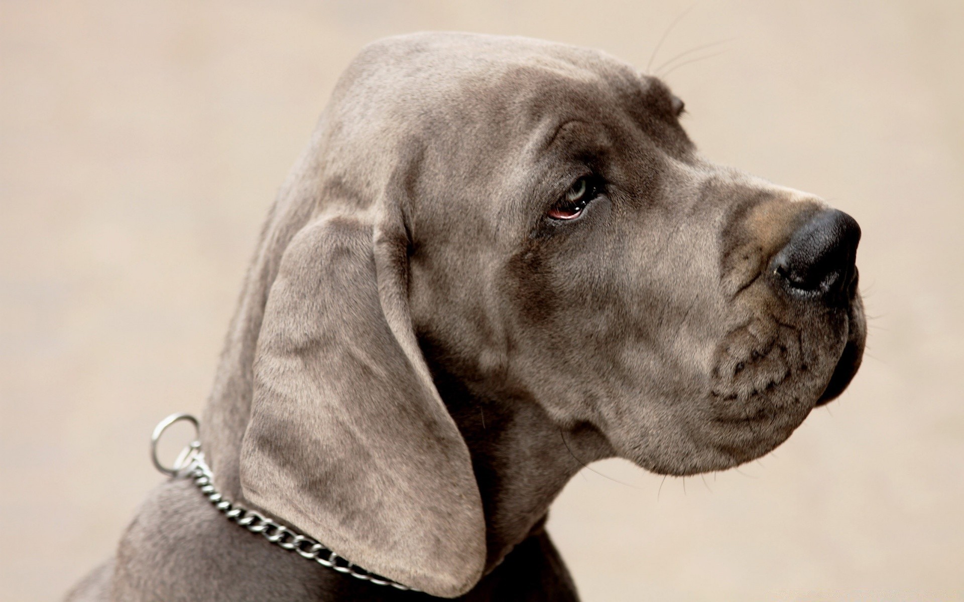 chien chien portrait cynologue mammifère animal de compagnie animal unique chiot mignon studio retriever