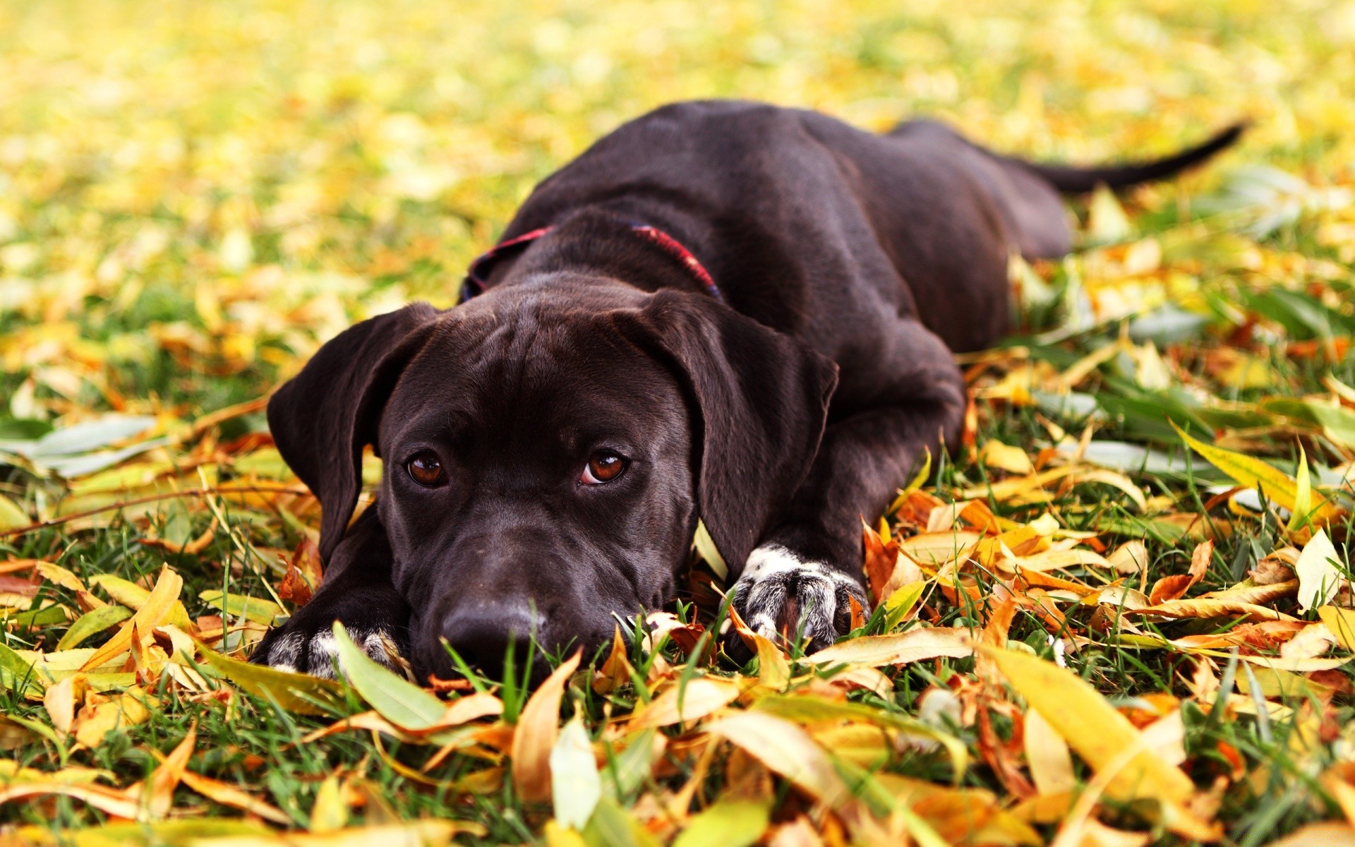 perros lindo retrato hierba perro mamífero joven mascota naturaleza animal divertido