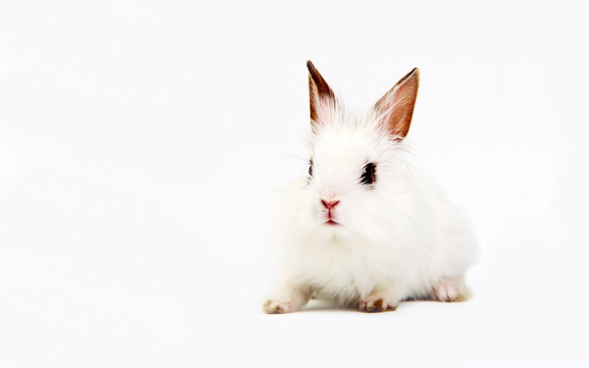 chat mignon drôle animal fourrure vers le bas peu oeil animal de compagnie portrait lapin domestique