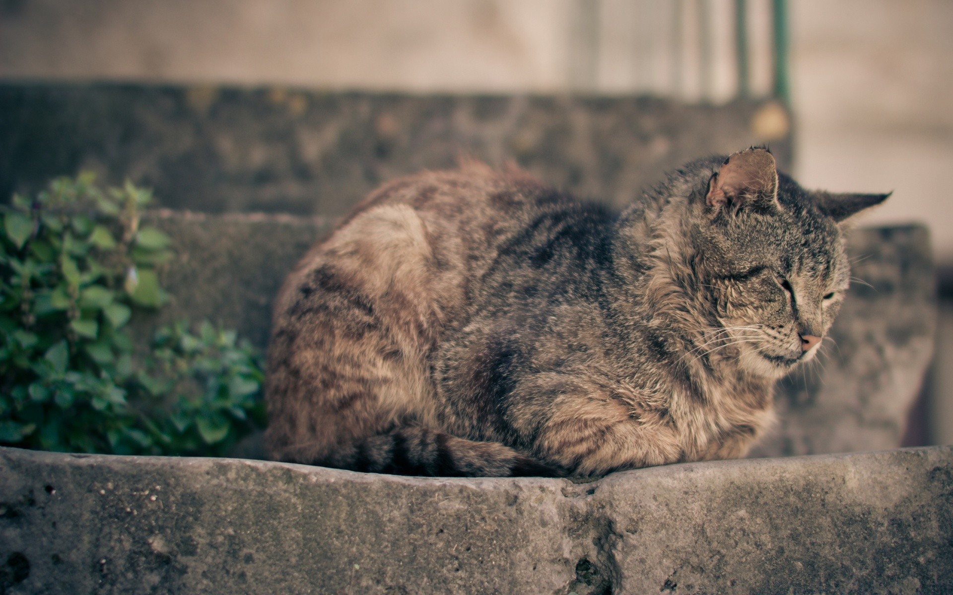 chat chat mammifère animal nature à l extérieur portrait la faune chaton fourrure mignon sauvage animal de compagnie prédateur oeil