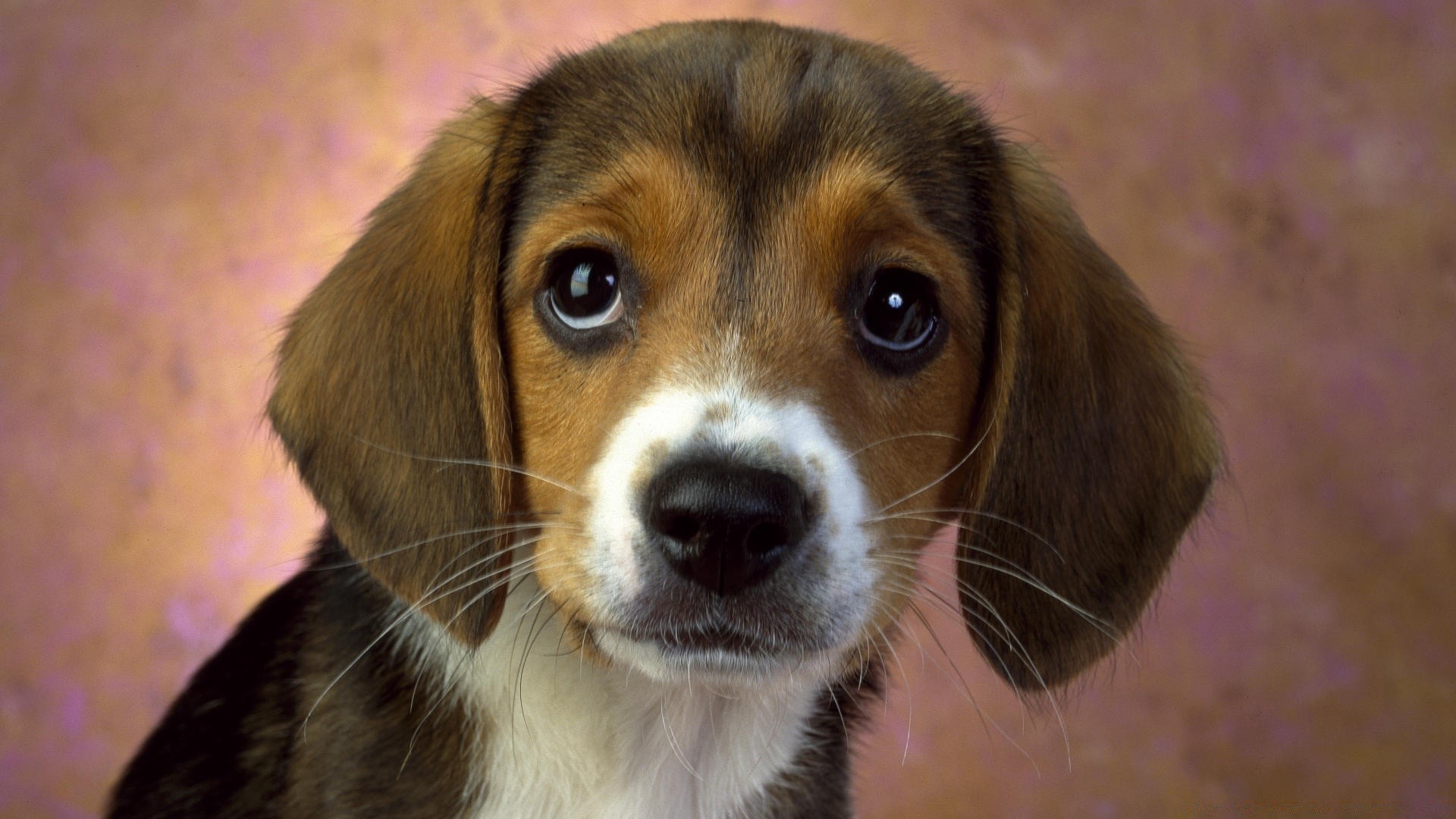 gatos cão mamífero animal de estimação cinegrafista fofa filhote de cachorro animal retrato pequeno adorável raça puro-sangue jovem visualização cão doméstico estúdio pedigree