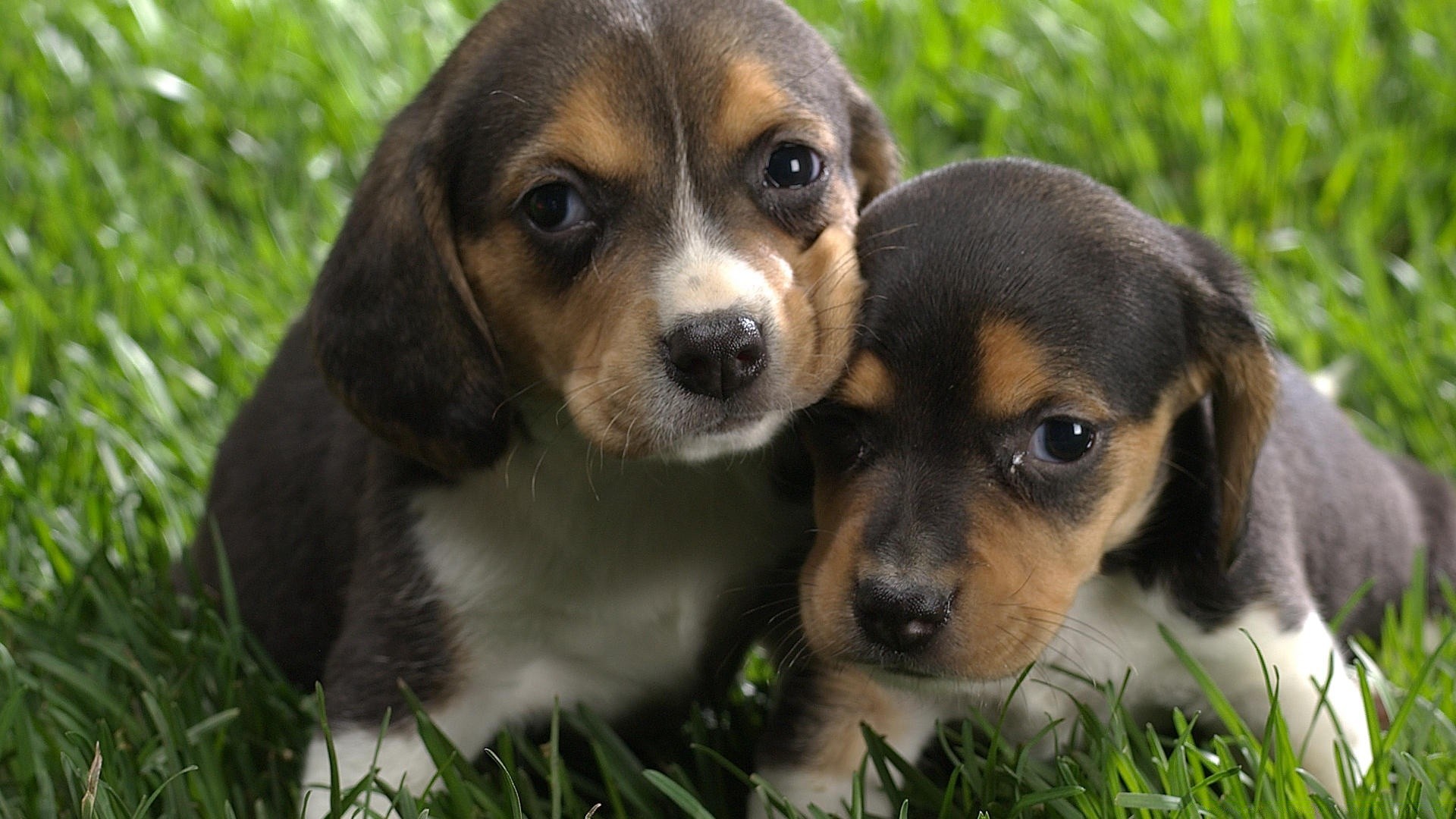 hunde hund hundeführer säugetier niedlich welpe haustier tier gras liebenswert wenig reinrassig beagle rasse hound junge abstammung inländische anzeigen pelz