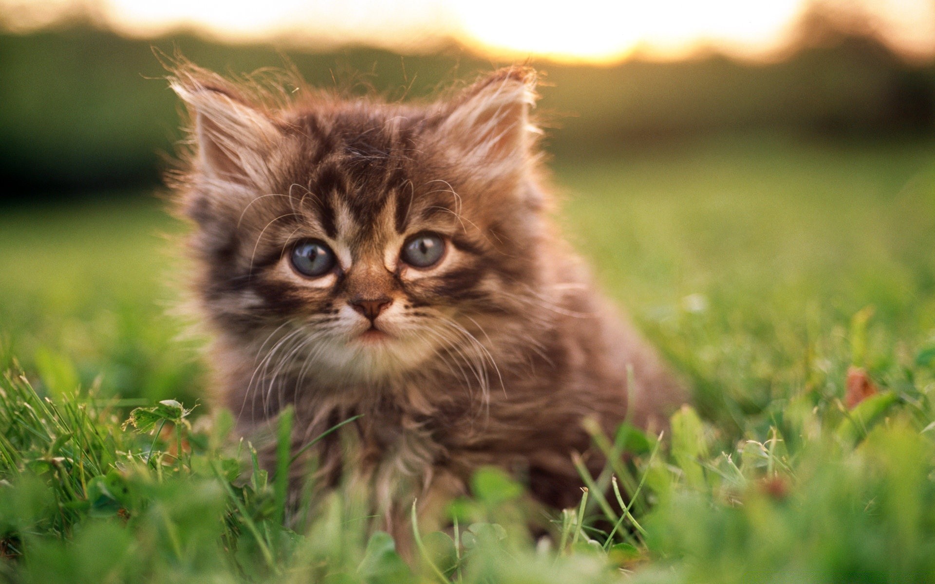 gatos animal gato fofa mamífero grama natureza pequeno animal de estimação pele jovem gatinho retrato olho