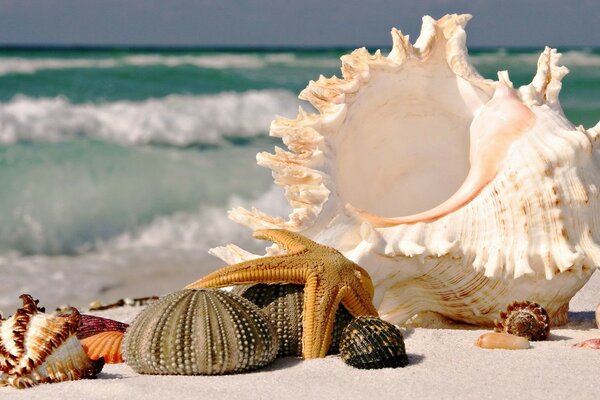 Coquillages sur le sable. Vue sur la mer