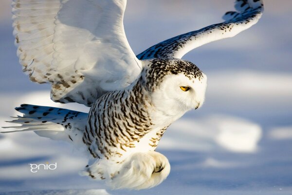 Weiße Eule im Flug im Winter