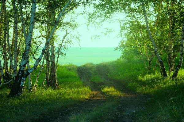 The path passing through the coastal grove