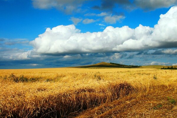 Ein Feld aus Weizen-Ährchen. Flauschige Wolken