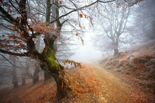 La strada che va in un alba nebbiosa