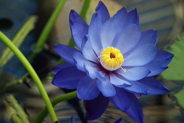 È cresciuto un bel fiore blu