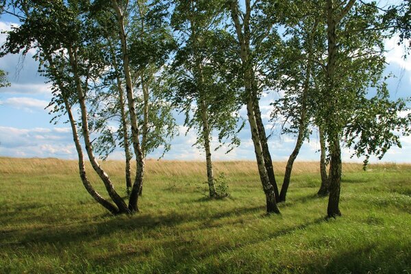 Birken. Das Feld. Die Natur. Gras