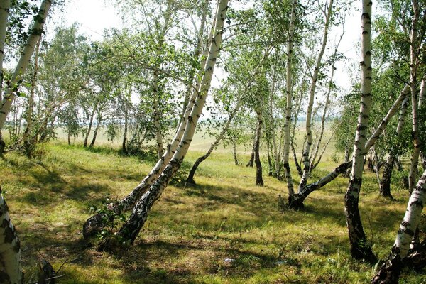 Summer Landscape of dereza nature