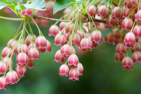 Fleurs sur une branche dans le jardin près