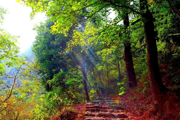 Alle Farben der Natur in der Sonne