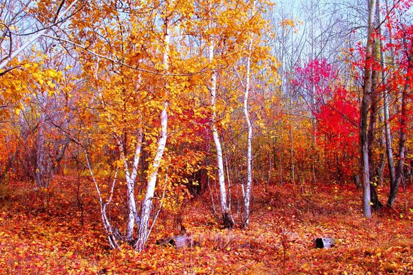 Il ne reste plus de feuilles vertes sur les arbres