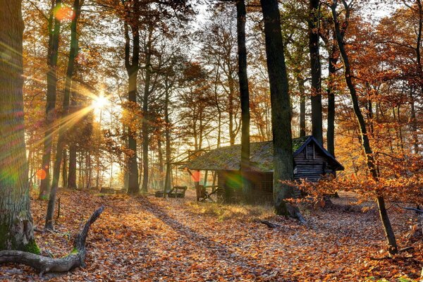 Vecchia casa nella foresta d autunno