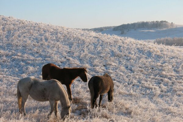 Horses in the pasture. Multifaceted nature