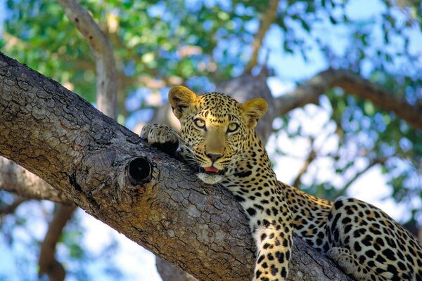 Ein Leopard liegt und ruht auf einem Baum