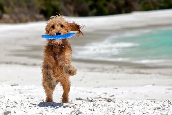 Hund spielt am Strand in der Nähe des Meeres