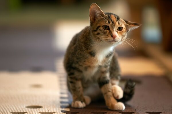 Süße gefleckte Katze, bevor sie sich kratzt