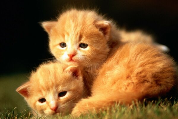 Due piccoli Ginger gattini