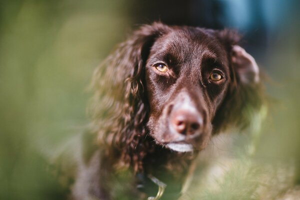 Portrait d un chien aux yeux tristes