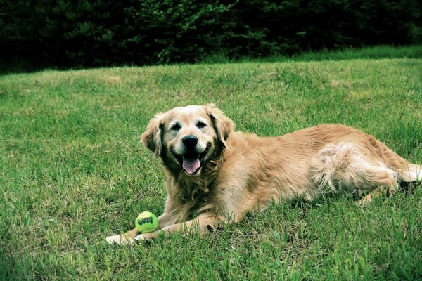 Un gran perro de buen carácter yace con una pelota de tenis en la hierba verde