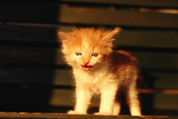 A red-haired, screaming kitten on a bench