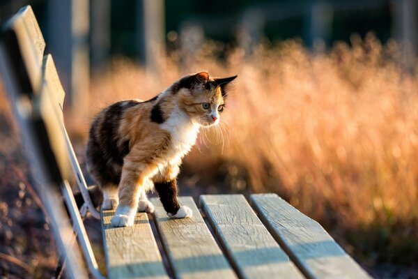 Los gatos en la naturaleza siempre están alertas