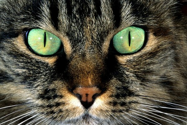 The cat has bright green eyes up close