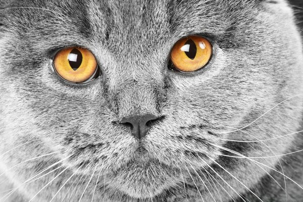 Museau d un chat gris closeup