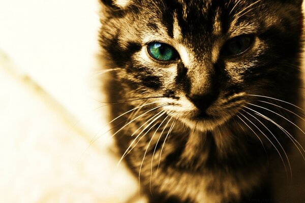 A mustachioed cat looks directly into the camera