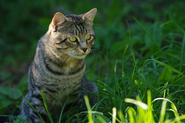 Un gato de ojos verdes en un campo verde