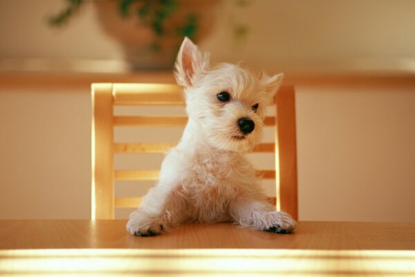 Perro sentado en una silla en una mesa