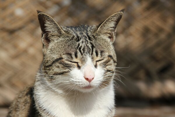 Die Katze schloss die Augen vor Freude